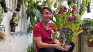 Mira el cultivo de una miltonia en un Corcho Y Asi cultivo mis Vandas.