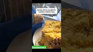Когда сел на Диету 
