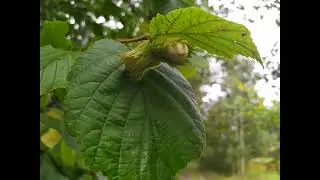 Ці я табе не гаварыла