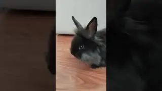 Кролик Рокки на кухне 🐇😋#питомцы #cute_bunny