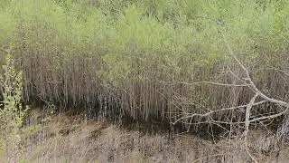 ОЗЕРО КОТОРОЕ ПОТЕРЯЛИ НАВСЕГДА