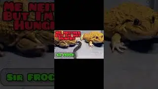 Asian Bullfrogs eating water Snake! Funny short! 