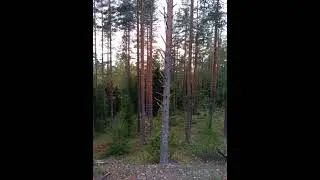 №51 Сонастройка и гармонизация полей