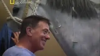 National Geographic Загадки Юрского периода Динозавры Раны тираннозавров