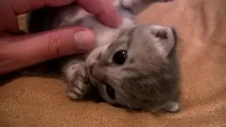Adorable Baby Kittens, Day 17. Cutest Video Ever. Really!