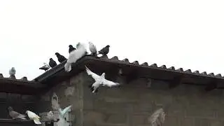 #Pigeons
