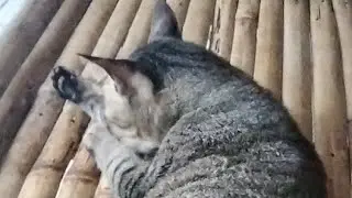 KUCING LAGI SANTUY