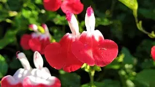 Salvia greggii 'Hot Lips'