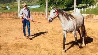 THE BEST WAY To Lunge a Horse! (For Control And Respect)