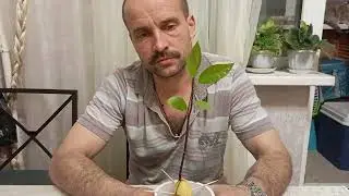 Авокадо скоро зацветёт. Часть 2.