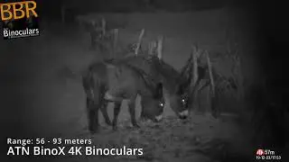 ATN Binox 4K Binoculars - Sample Video (Day & Night)