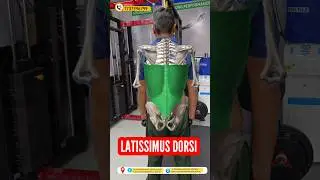 इस #muscle को मजबूत करो नही होगा कमर दर्द और साइटिका की समस्या #backapain #spine #facts #anatomy