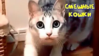 МОЛОКО ПОСТАВЬ ТУТ, ПЛЕШИВЫЙ. Приколы с котами.