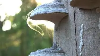 Sporulatie echte tonderzwam