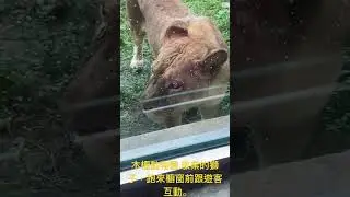 敬業的獅子