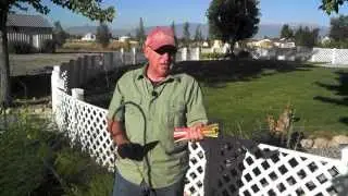 Growing and Harvesting Rhubarb