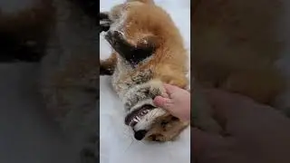 Finnegan fox is ticklish