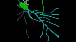3D neuron modeling