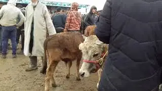 МОЛБОЗОРИ ҲОҶИ ШАРИФ