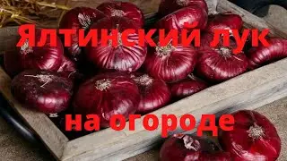 Ялтинский лук вырощен не в Ялте Неуспешный опыт Кримский лук на огороде Сельская жизнь