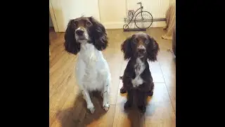 Introduction to Spaniel Training Diaries