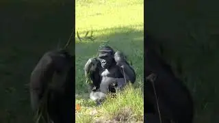 Обида она такая,да девочки? 
