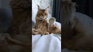 Котики в кадре 7: Август ☺️ 