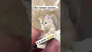 Как вывести деньги с хомяка? Жмякни кота 🤣 #hamsterkombat #cripto #funny #кот #криптохомяк