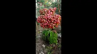 kalanchoe plant