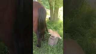 invité a unos amigos para que me ayuden con el pasto