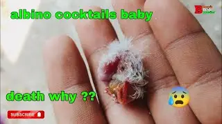 albino cocktails baby expired in egg | albino cocktails baby death in egg | albino cocktails