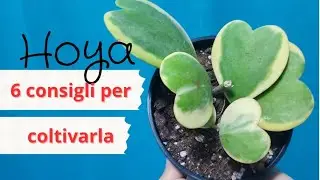 Hoya i sei consigli per coltivarla, il fiore di cera