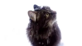 Ф