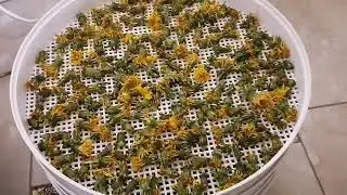 #КУЛЬБАБА. Збираю і сушу на чай! 🏵️
