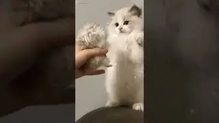 kucing comel putih💕 #cutecats #short #@nor.cats
