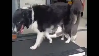 Treadmill for two?  Sure!