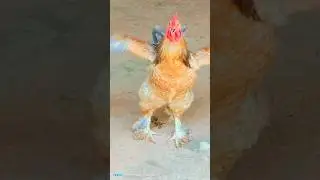 hen/ 