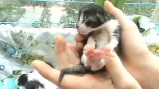 Как вывести блох у слепых котят без химии !