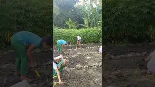 school garden