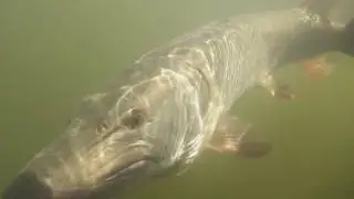 Lac Seul Ontario Muskie fishing Muskie release