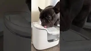 Frenchie reviews Petgugu Drinking Fountain