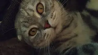 Кот Шалит