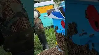 Пчеловодство #пчеловодство