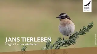 Jans Tierleben: Folge 23 – Braunkehlchen