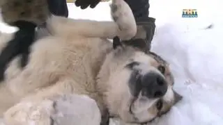 Зверьё и морозы