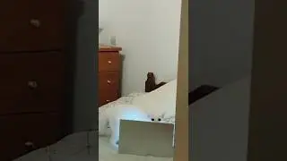 Cat is f*king cheeping and 100$