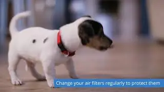 Does Indoor Air Quality Affect My Pet? - Comfortable Design - Wrightsville, PA