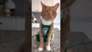 My cats surprised me for Mother’s Day! 😳 #catshorts #mothersday #funnycats #shortvideo #catlovers