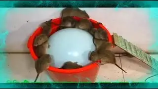 Rat trap video || How to trap mice with balloons