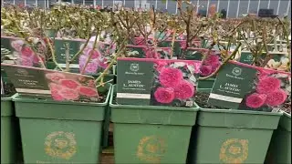 Розы Дэвида Остина в горшках. David  Austin Roses London